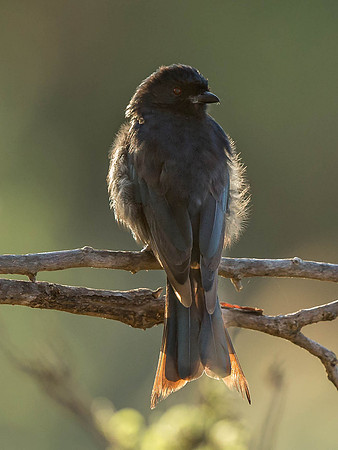 _D9R7766.. Common Drongo.."Dicrurus adsimilis"  female Masai Mara Kenya.