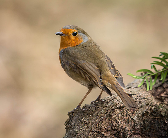 _J0A2655 .... Robin .. "Erithacus rubecula"