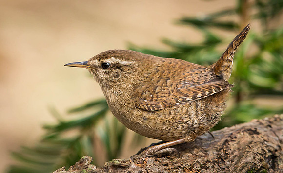 _J0A2707.... Wren .... "Troglodytes troglodytes"