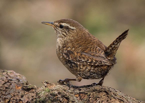 _J0A2747.... Wren .... "Troglodytes troglodytes"