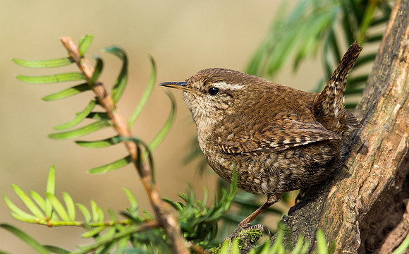 _J0A2443.... Wren .... "Troglodytes troglodytes"