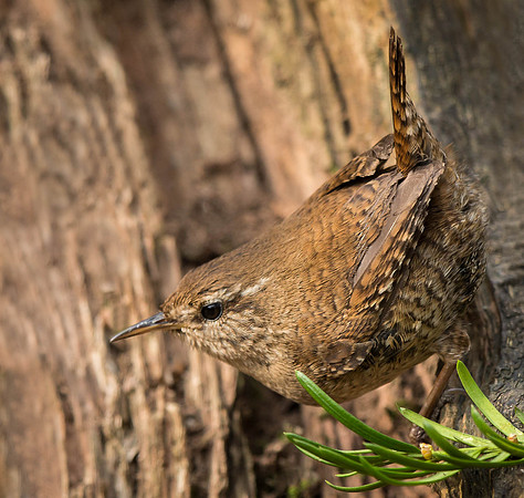 _J0A2556.... Wren .... "Troglodytes troglodytes"