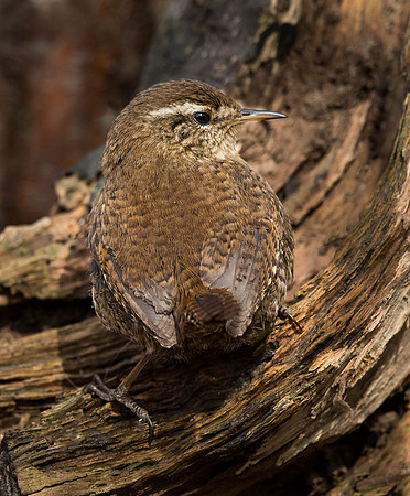 _J0A2398.... Wren .... "Troglodytes troglodytes"