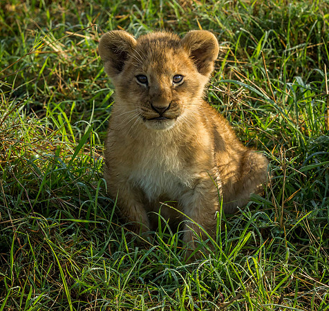 _J0A2815 One ot two Lion cubs.. Masai Mara Kenya.