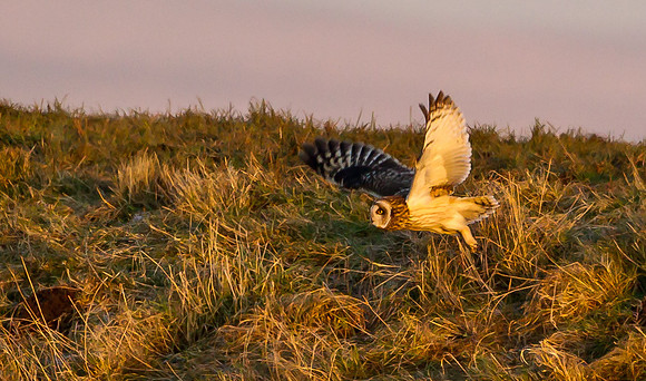 Short-Eared Owl  .."Asio flammeus"