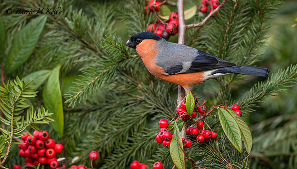 _J0A6320 Bullfinch male