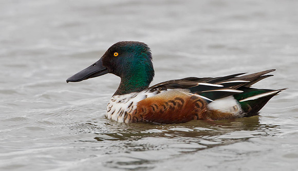 Shoveler ... "Anas clypeata" .... Male.