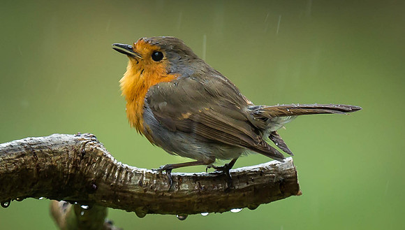 _J0A3811.... Robin ...."Erithacus rubecula"