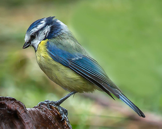_J0A3660 ... Blue Tit ...."Parus caeruleus"