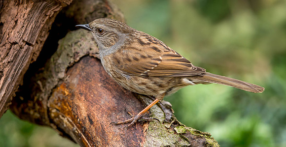 _D9R6157 .... Dunnock ..."Prunella modularis"