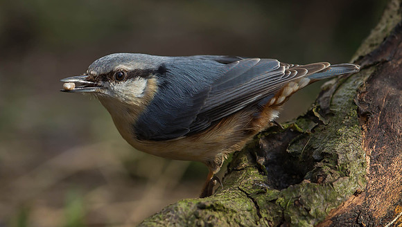 _D9R6015... Nuthatch  ..."Sitta europaea"  ....