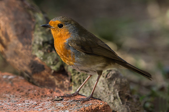 _D9R5929.... Robin ...."Erithacus rubecula"