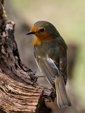 _D9R5954.... Robin ...."Erithacus rubecula"
