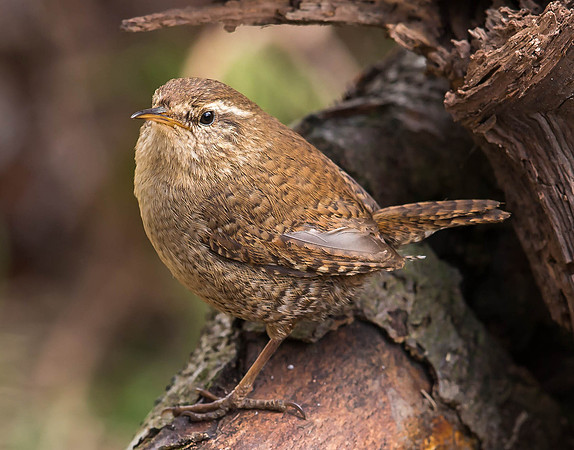 _D9R5961.... Wren .... "Troglodytes troglodytes"
