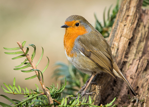 _J0A2301.... Robin ...."Erithacus rubecula"