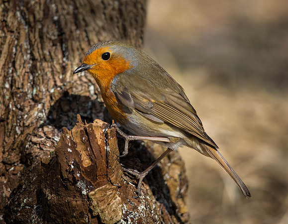 _J0A2182.... Robin ...."Erithacus rubecula"