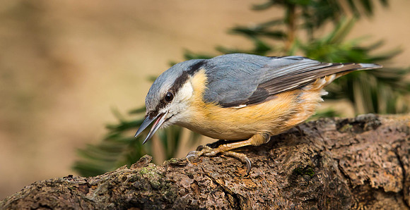 _J0A2697... Nuthatch  ..."Sitta europaea"  ....