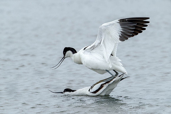 _D9R4399 ... Avocet ...."Recurvirostra avosetta" mating