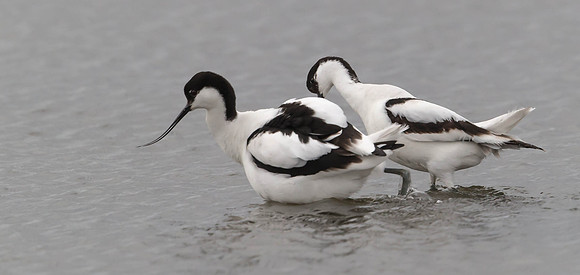 _D9R4568... Avocet ...."Recurvirostra avosetta"... The party is over.