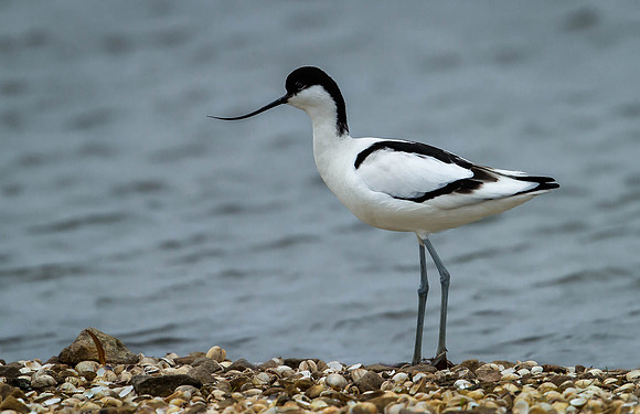 _D9R4445....  Avocet ...."Recurvirostra avosetta"