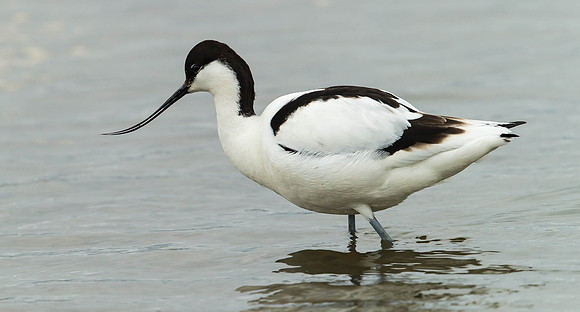 _D9R4363 ....  Avocet ...."Recurvirostra avosetta"