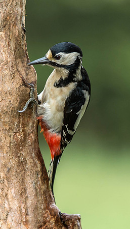 _J0A4019 ..... Great Spotted Woodpecker ..."Dendrocopos major" Female.