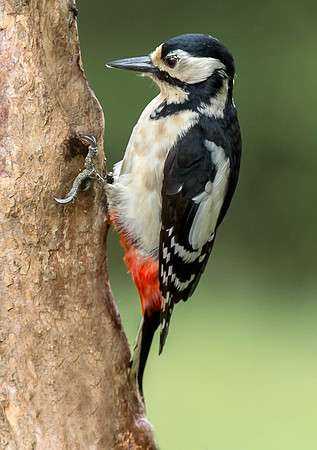 _J0A4020 ..... Great Spotted Woodpecker ..."Dendrocopos major" Female.