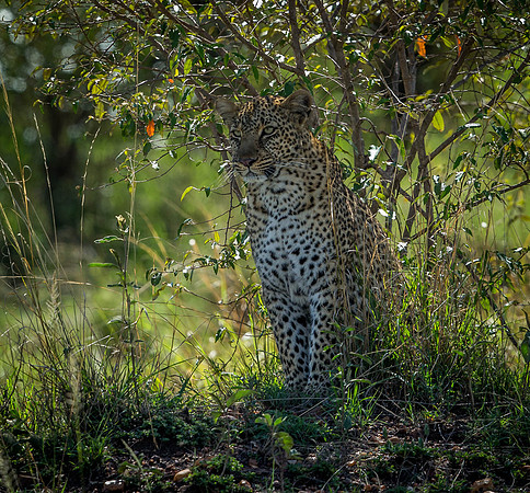 _D9R8968 . Leopard ... "Panthera pardus" Masai Mara Kenya