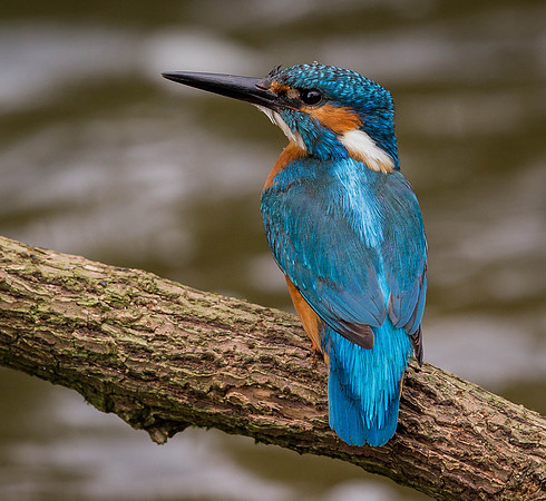 _D9R6939... Kingfisher..."Alcedo atthis"....  male