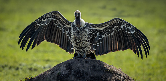 _D9R5985... Ruppell's Vulture.. "Gyps rueppellii".. Masai Mara Kenya.