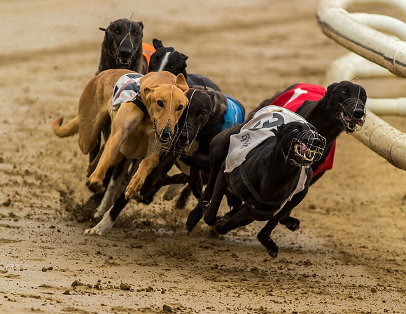 _D9R0356 Greyhounds racing ... "canis familiaris"