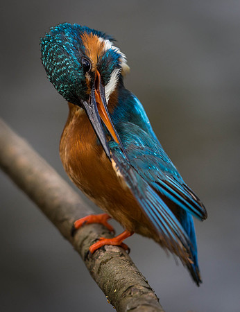 _D9R6461... Kingfisher..."Alcedo atthis"... male ...preening.