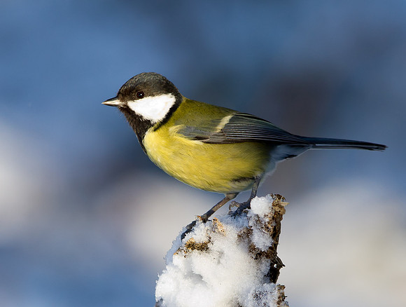 Great tit on snow covered branch...."Parus major"