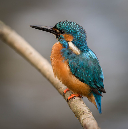 _D9R6533 ... Kingfisher..."Alcedo atthis".... Male