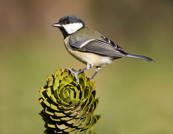 Great tit on monkey puzzle tree...."Parus major"