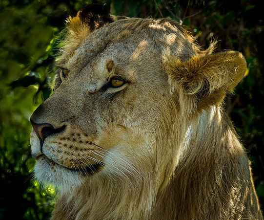 _D9R9152... Lion "Panthera Leo".. Masai Mara Kenya.