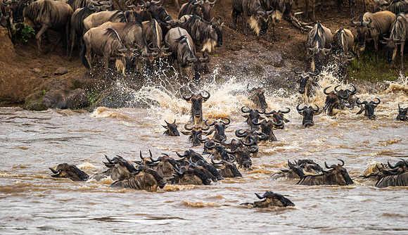 _D9R2039...Wildebeest .."Connochaetes taurinus" Masai Mara Kenya.