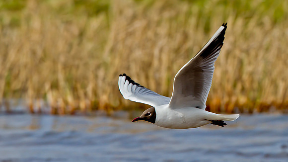 Black-Headed Gull