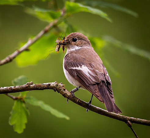 _D9R9082  Pied Flycatcher..."Ficedula hypoleuca".... Female