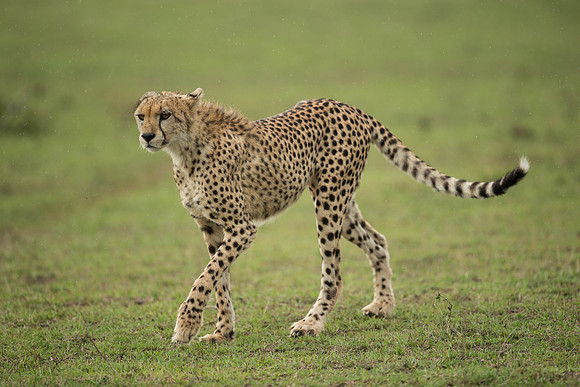 _D9R3053... Cheetah ..." "Acinonyx jubatus".. Male .. Masai Mara Kenya