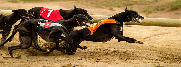 _D9R0420 Greyhounds racing ... "canis familiaris"
