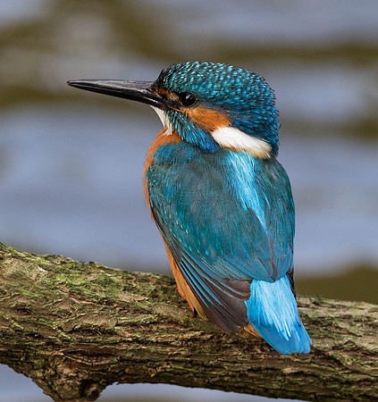 _D9R6418... Kingfisher..."Alcedo atthis"....  male