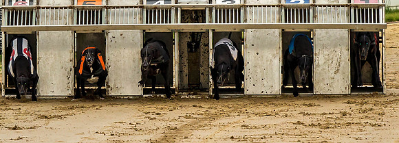 _D9R0372 Numbers 1 and 2 are slow out of the traps Greyhounds racing ... "canis familiaris"