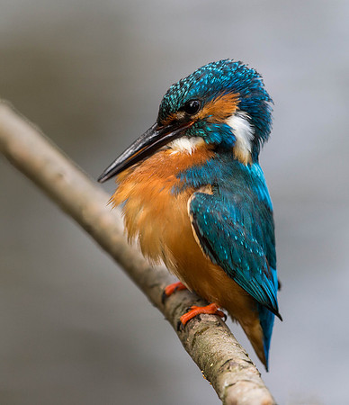 _D9R6445... Kingfisher..."Alcedo atthis"... male ...preening.