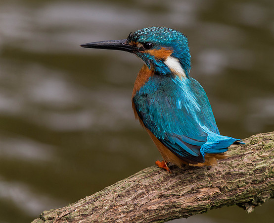 _D9R7003... Kingfisher..."Alcedo atthis"....  male