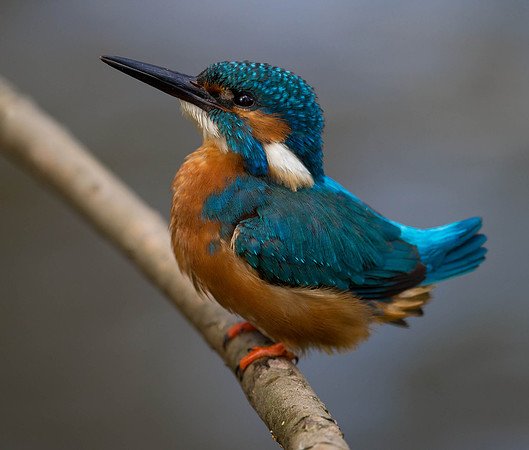 _D9R6522... Kingfisher..."Alcedo atthis"....  male