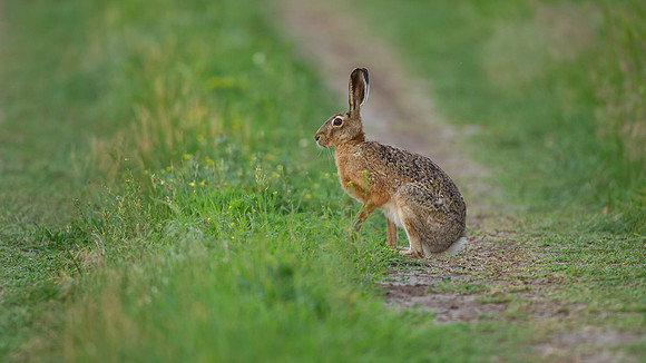 European Brown Hare