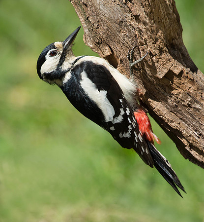 _J0A4610..... Great Spotted Woodpecker ..."Dendrocopos major" Female.