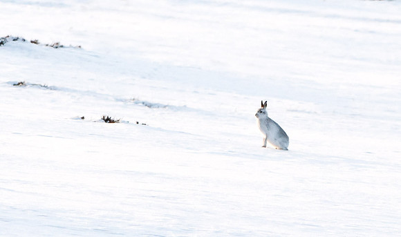 Mountain Hare...  "Lepus timidus"    The following Images were photographed in the Cairngorms Scotland.