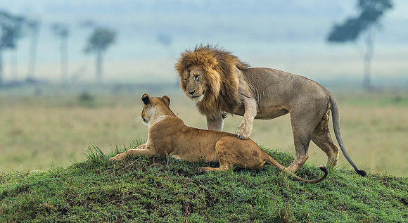 _D9R5321... Lions ......."Panthera Leo"... Masai Mara Kenya.